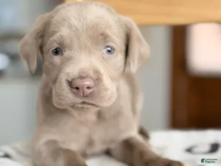 Labrador Retriever dogs Zella - Ad 40