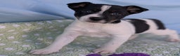 Rat Terrier dogs for sale: Poppy - Ad 2