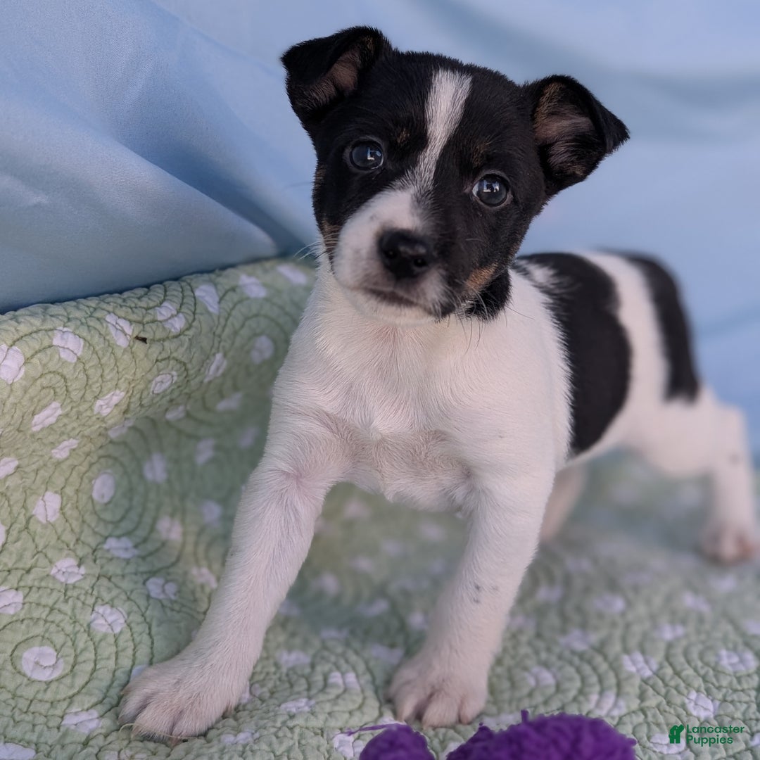 Rat Terrier dogs for sale: Poppy - Ad 2