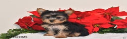 Yorkshire Terrier dogs for sale: Harper - Ad 4
