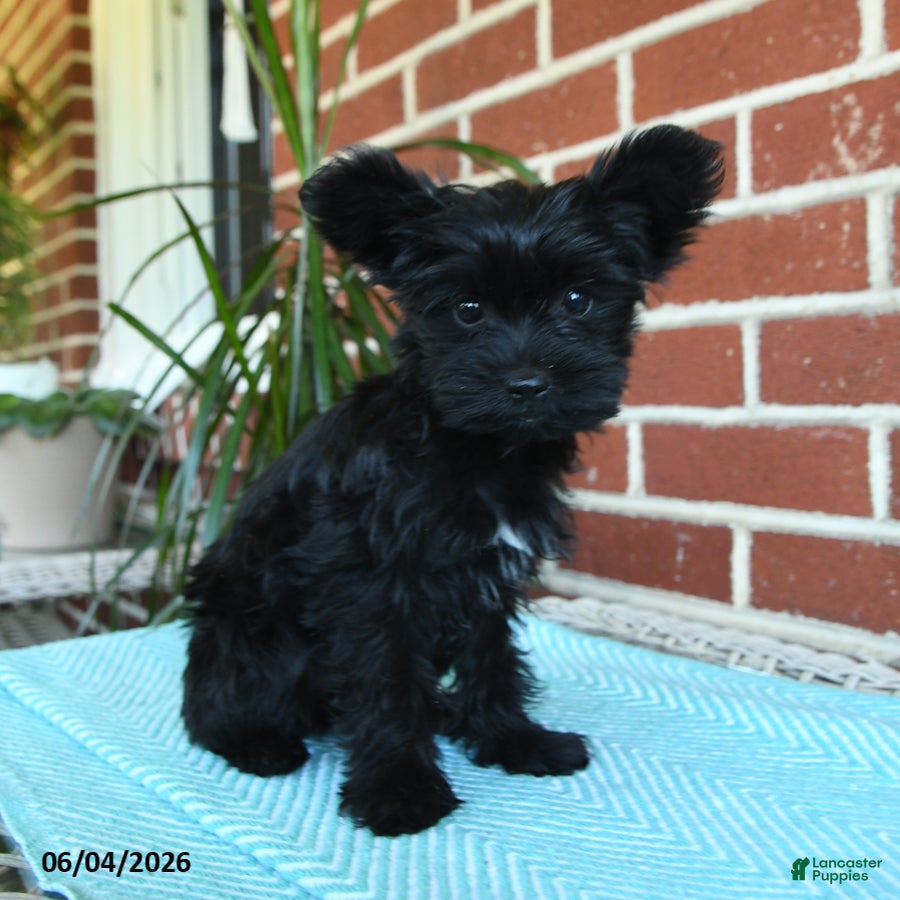 Yorkshire Terrier dogs Luna - Ad 2