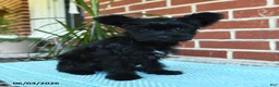 Yorkshire Terrier dogs for sale: Luna - Ad 7