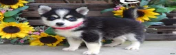 Pomsky dogs for sale: Penny - Ad 6