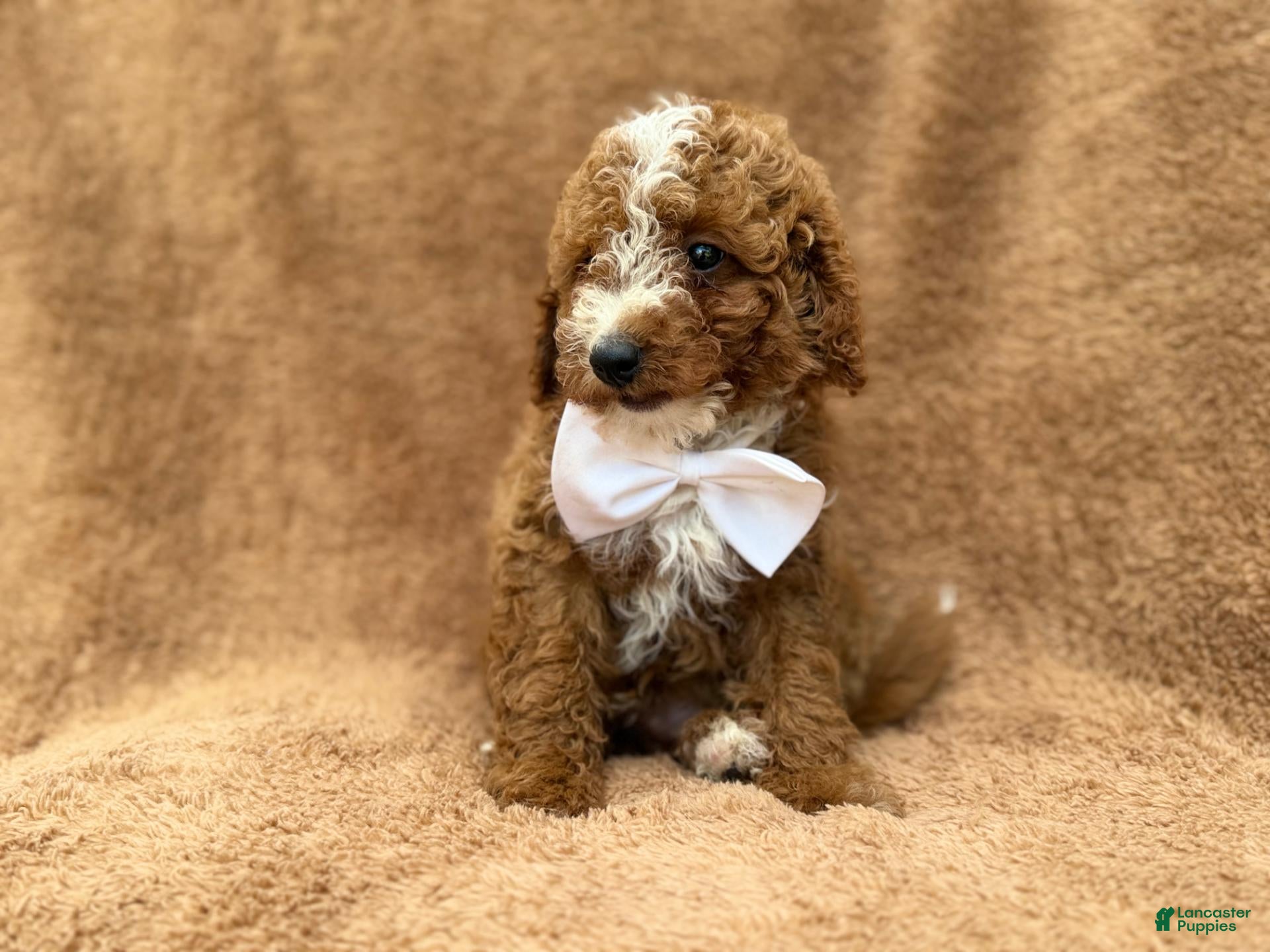 Mini Goldendoodle dogs Lane - Ad 2