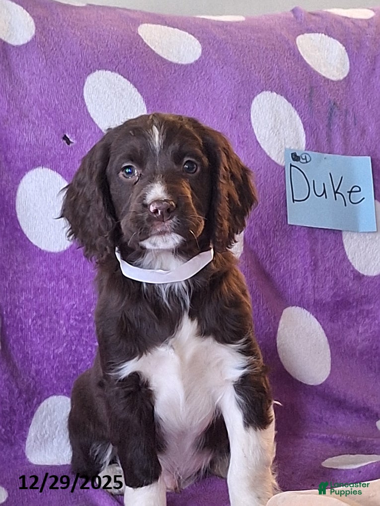 English Springer Spaniel dogs Duke - Ad 4
