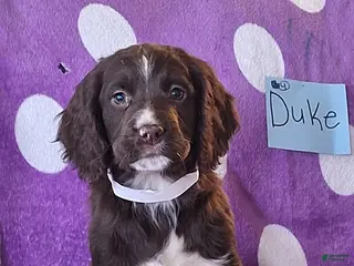 English Springer Spaniel dogs Duke - Ad 1
