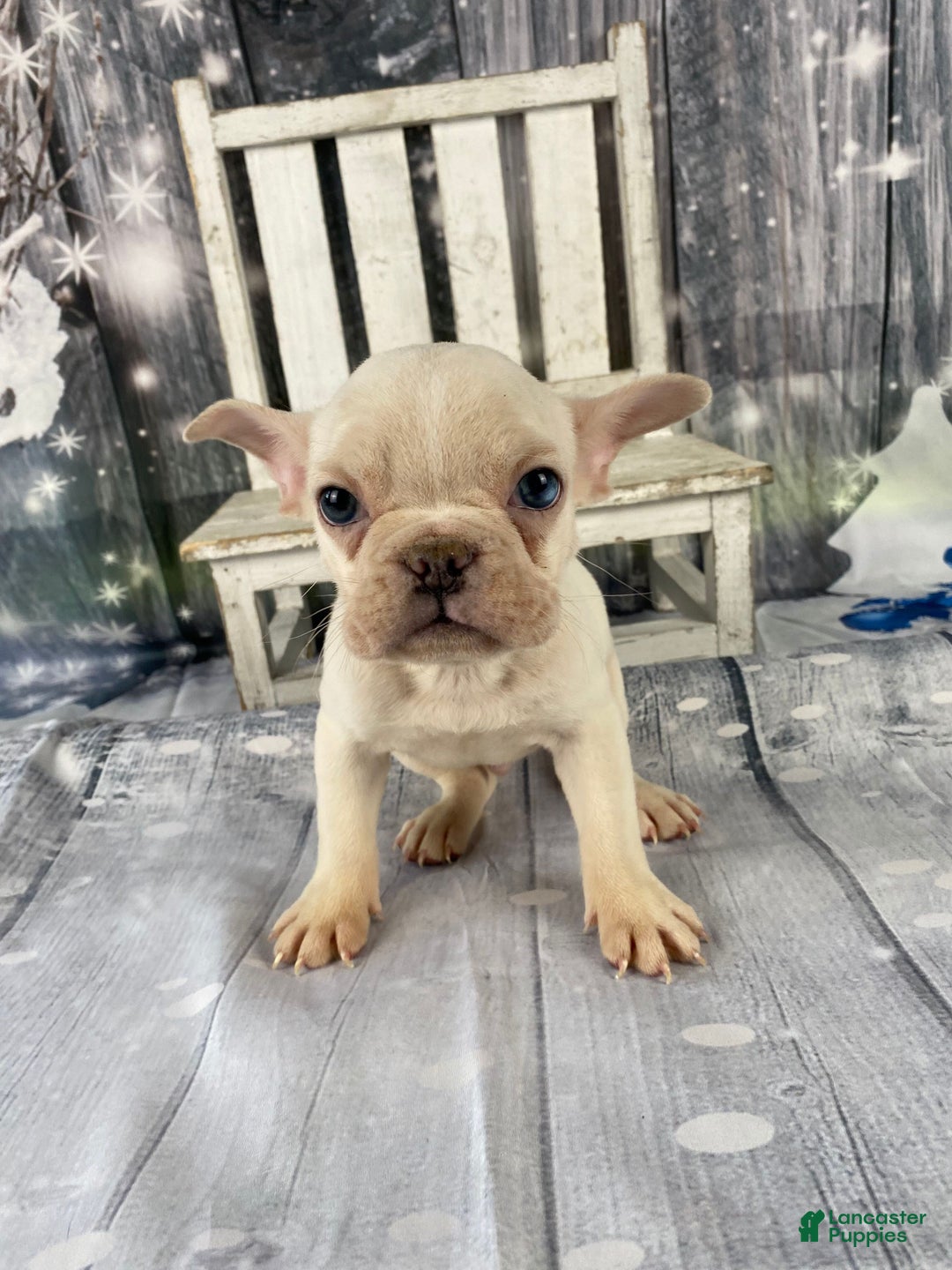 Mixed Breed dogs for sale: Bobby - Ad 5