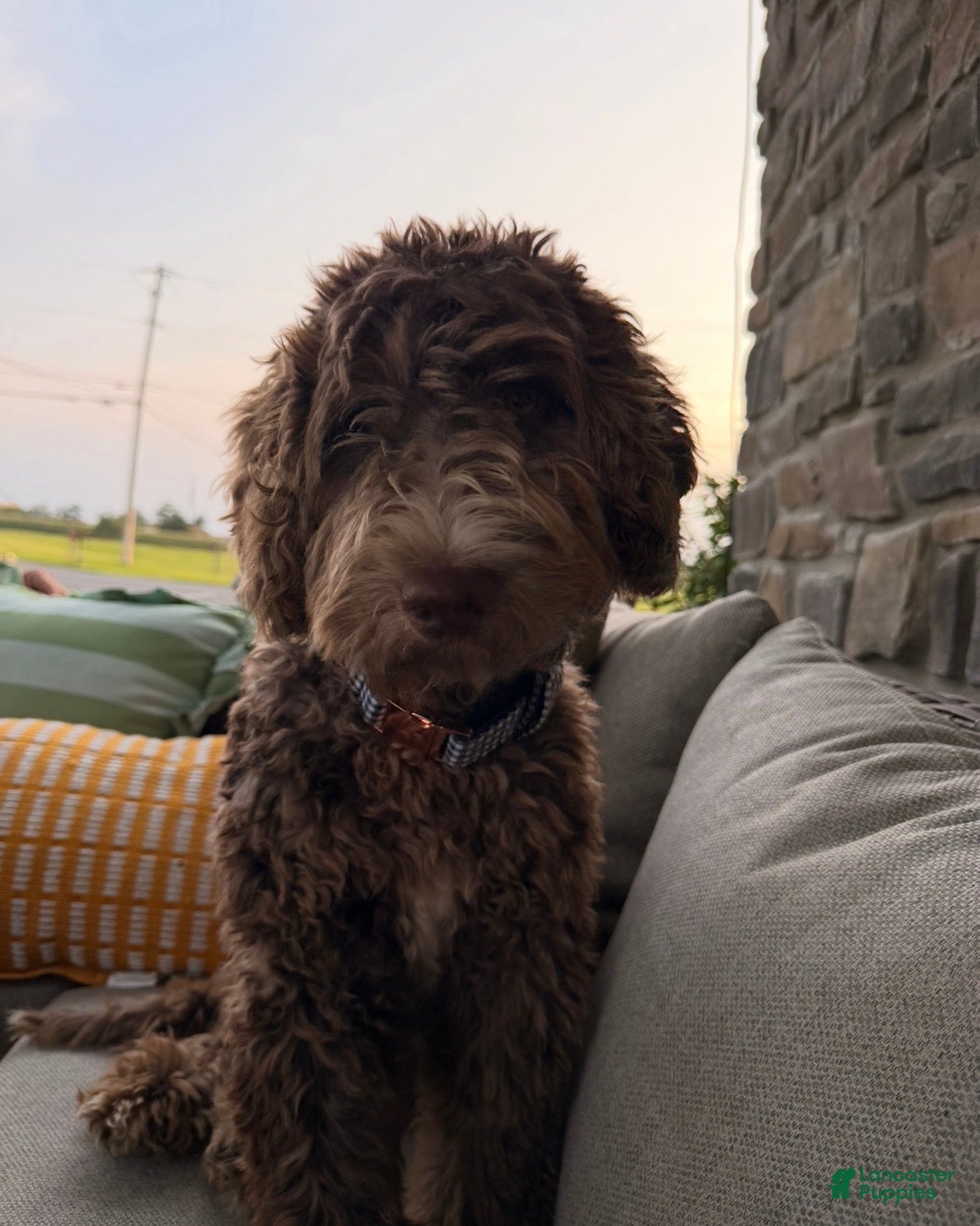 Goldendoodle dogs Teddy  - Ad 1