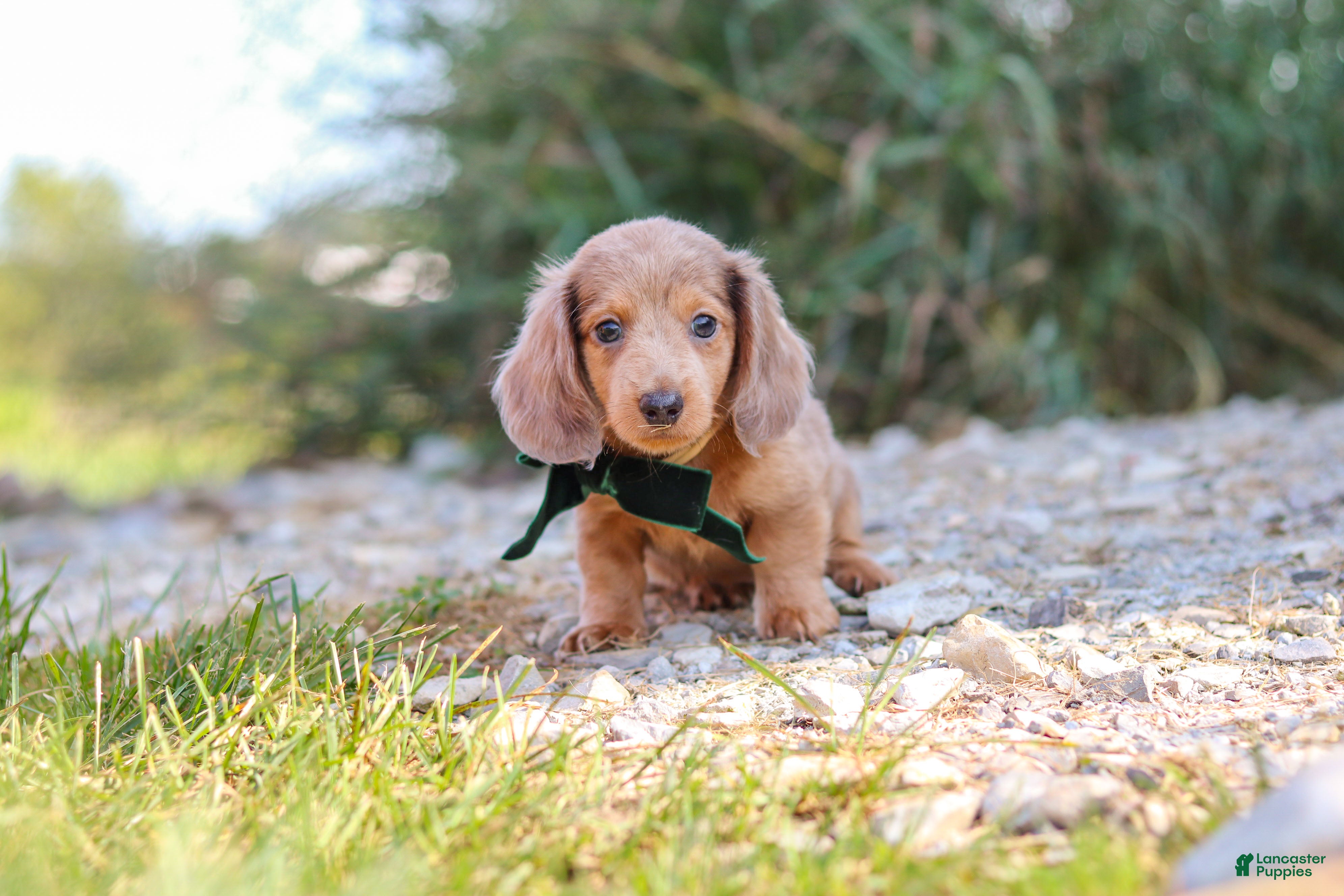 Dachshund dogs Alex - Ad 1