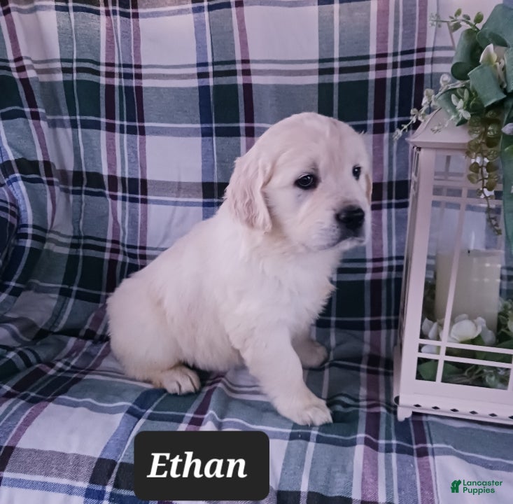 Golden Retriever dogs Ethan - Ad 2
