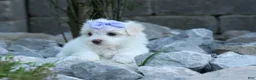 Maltese dogs for sale: PENNY - Ad 3