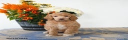 Standard Poodle dogs for sale: Tessa - Ad 3
