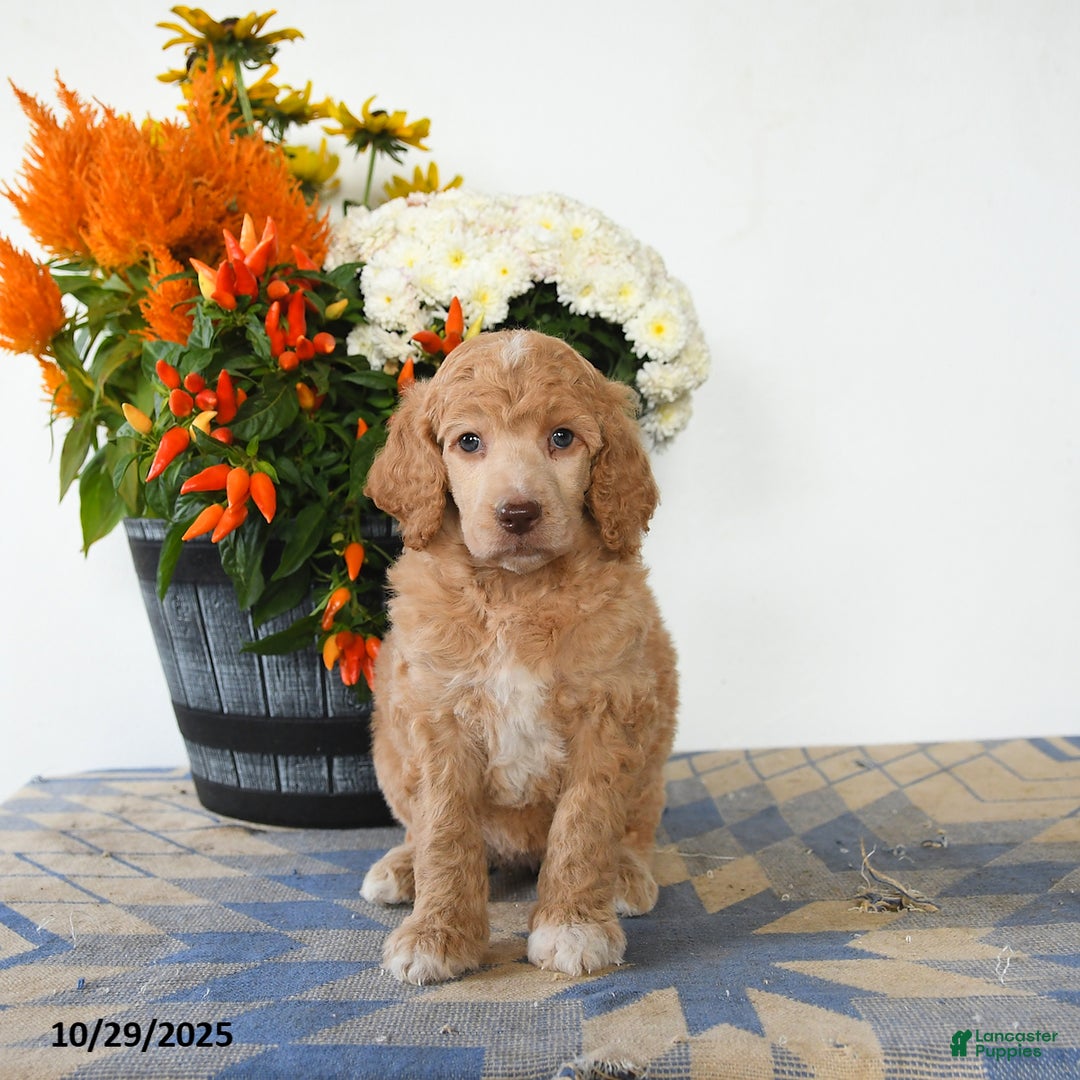 Standard Poodle dogs for sale: Tessa - Ad 3
