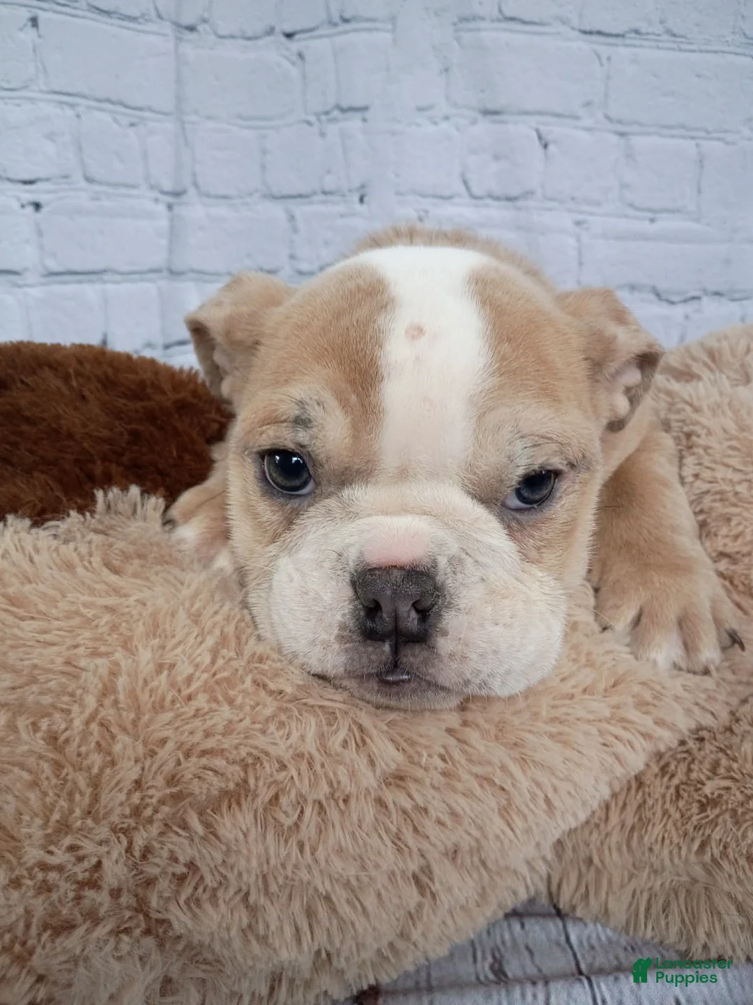 English Bulldog dogs for sale: Liz - Ad 2