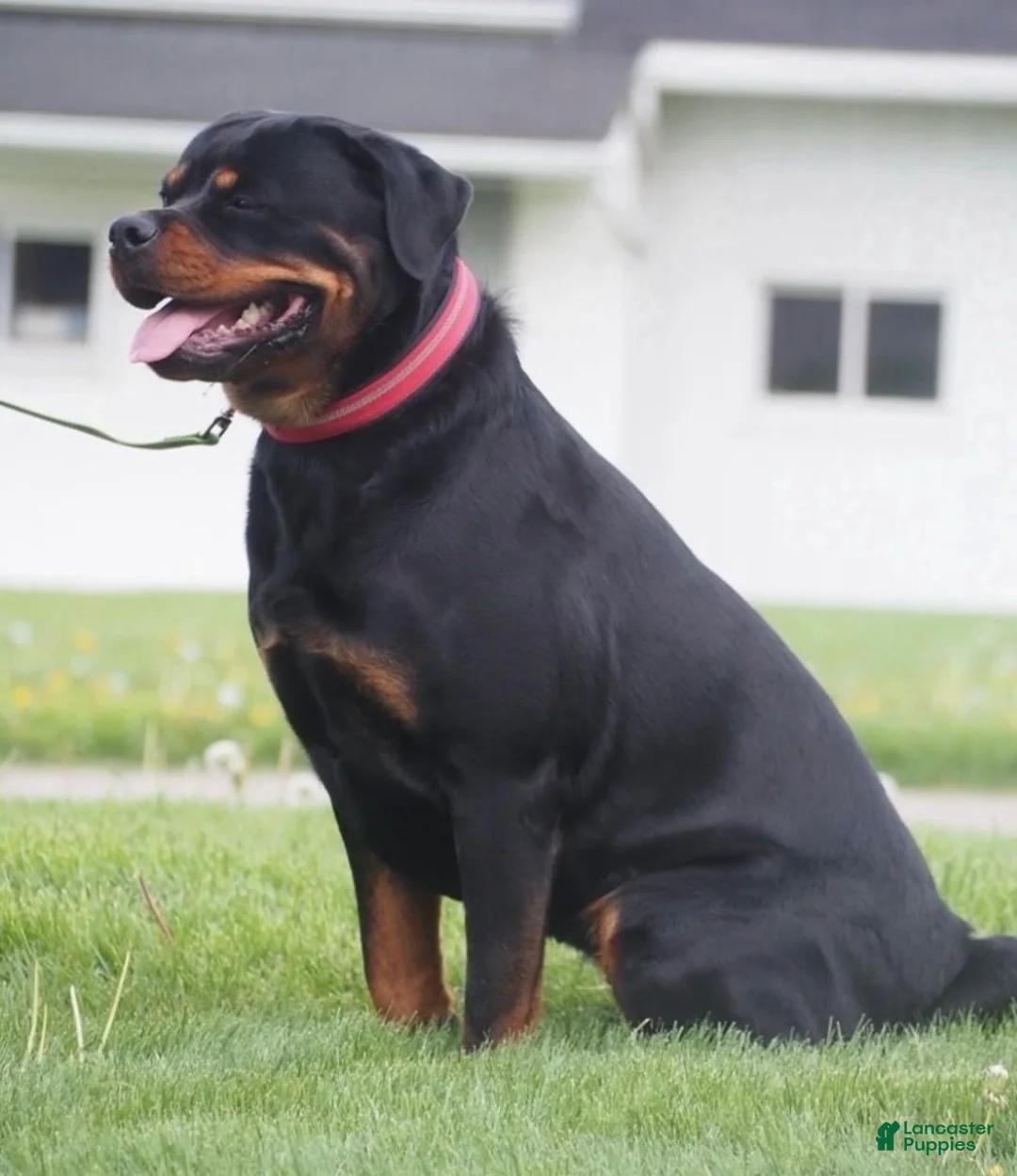 Rottweiler dogs for sale: Avery - Ad 6