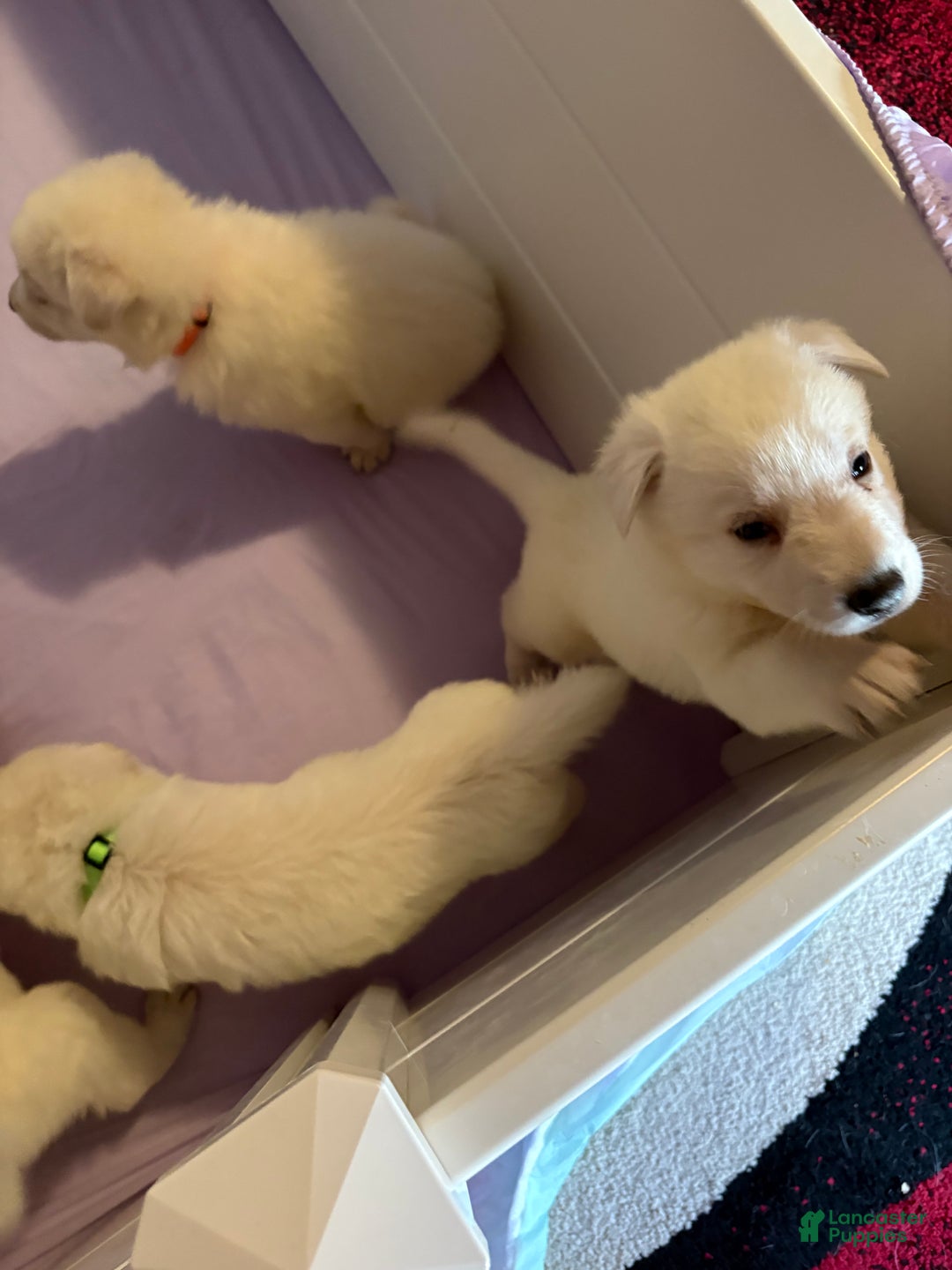 German Shepherd dogs for sale: German Shepherd Puppy 2 - Ad 1