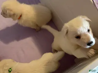 German Shepherd dogs German Shepherd Puppy 2 - Ad 20