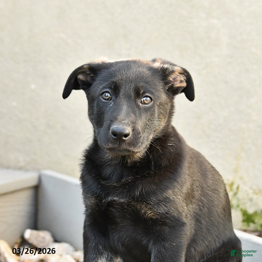 Mixed Breed dogs Sadie - Ad 2