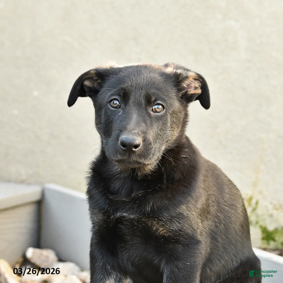 Mixed Breed dogs for sale: Sadie - Ad 2