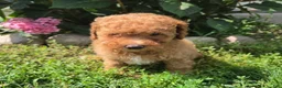 Miniature Poodle dogs for sale: Zera - Ad 3