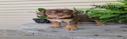 Beabull dogs for sale: Winston  - Ad 10