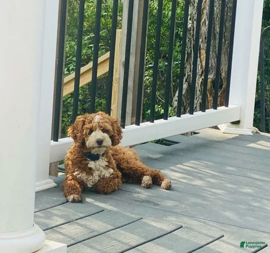 Gallery Image {{count}}