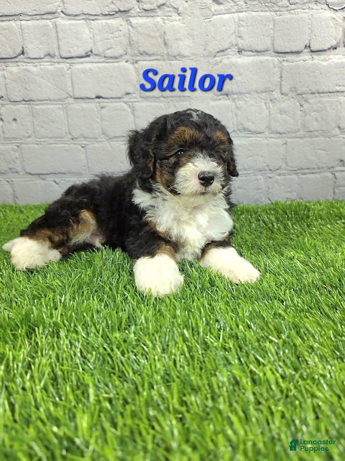 Mini Bernedoodle dogs Sailor  - Ad 2