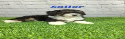 Mini Bernedoodle dogs for sale: Sailor  - Ad 2