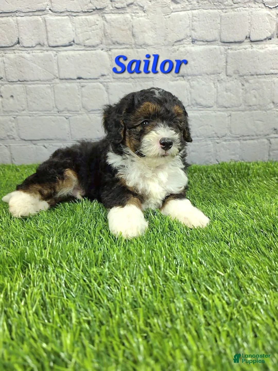 Mini Bernedoodle dogs for sale: Sailor  - Ad 2