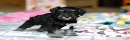 Miniature Schnauzer dogs for sale: Chance  - Ad 4