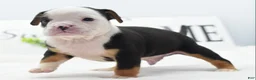 Mixed Breed dogs for sale: Diesel - Ad 5