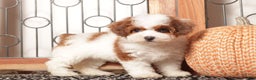 Toy Poodle dogs for sale: Sprinkles - ACA Female Toy Poodle - Ad 4