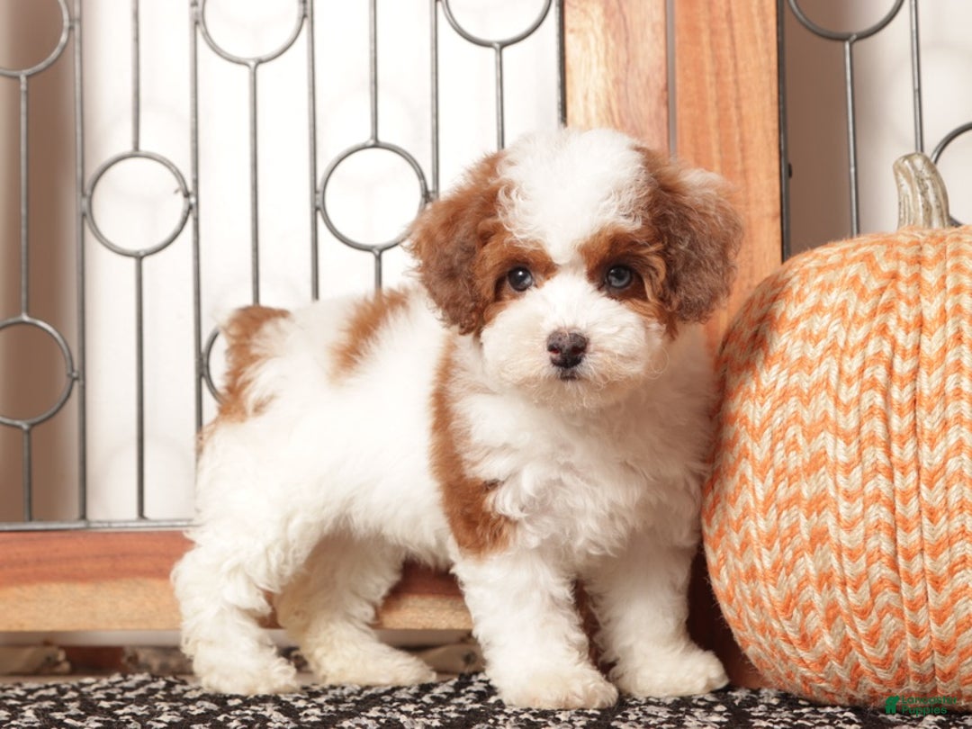 Toy Poodle dogs for sale: Sprinkles - ACA Female Toy Poodle - Ad 4