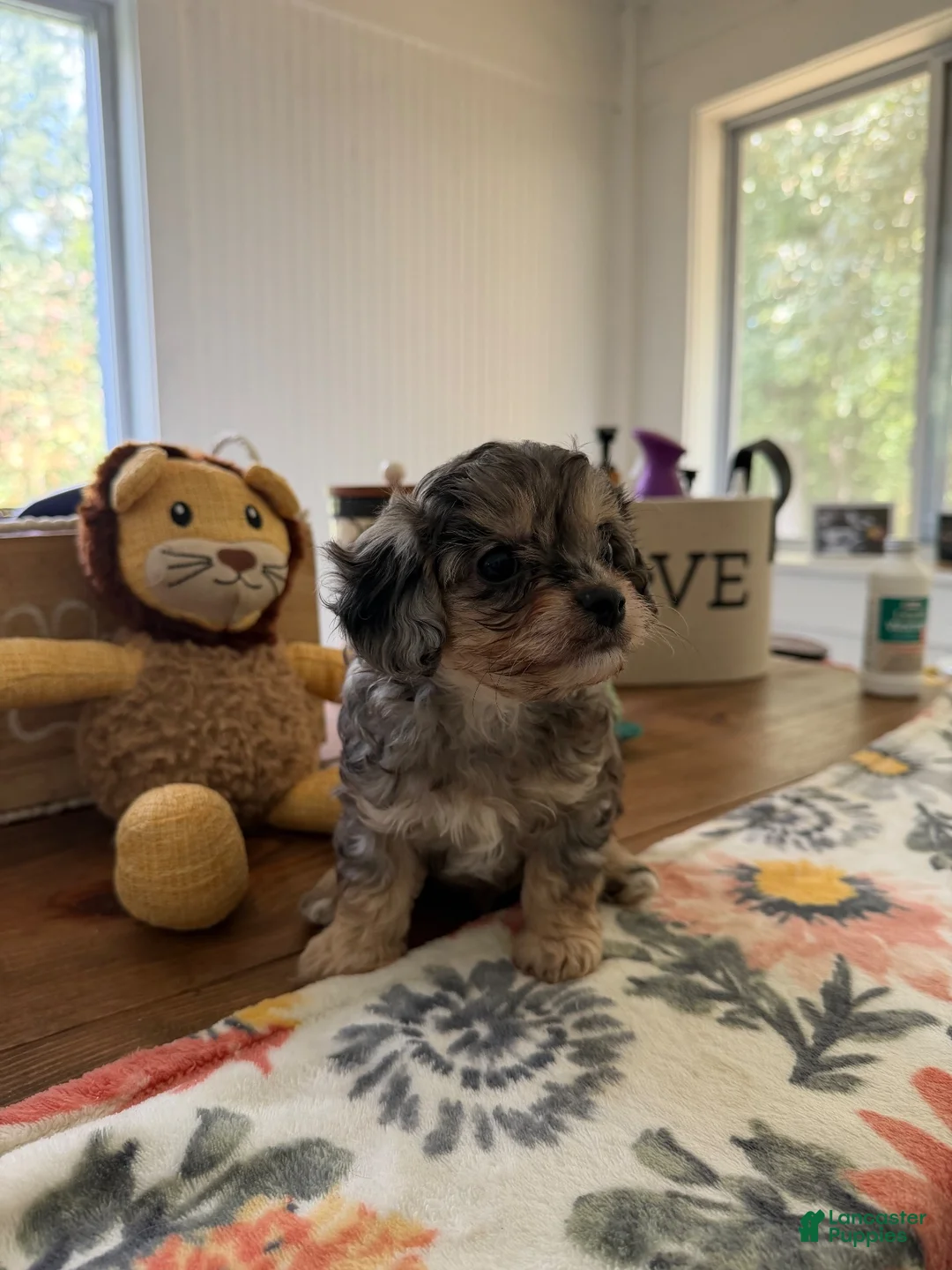 Cavapoo dogs for sale: Blue Merle toy cavapoo - Ad 1