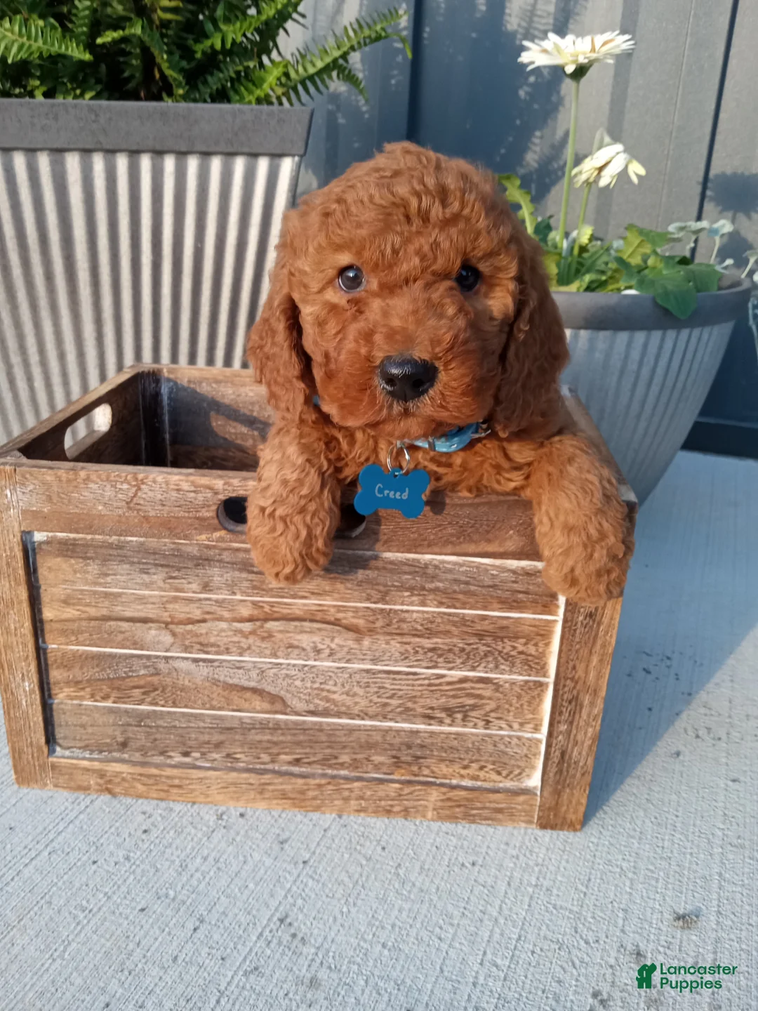 Mini Goldendoodle dogs for sale: Creed F1b - Ad 1