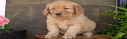 Golden Retriever dogs for sale: Tyson - Ad 9