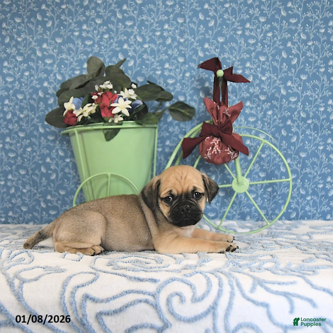 Pug dogs for sale: Lilah - Ad 4