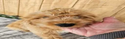 Mini Goldendoodle dogs for sale: Alice - Ad 22