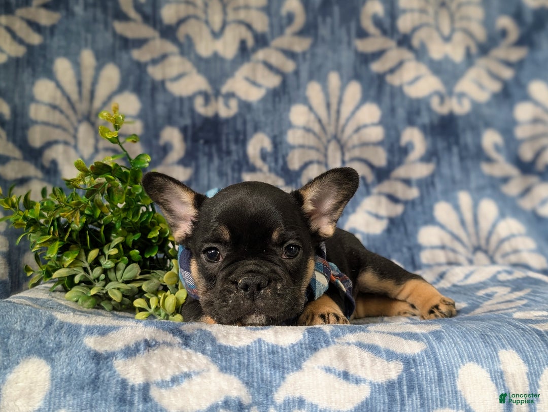 French Bulldog dogs for sale: Nadia - Ad 16