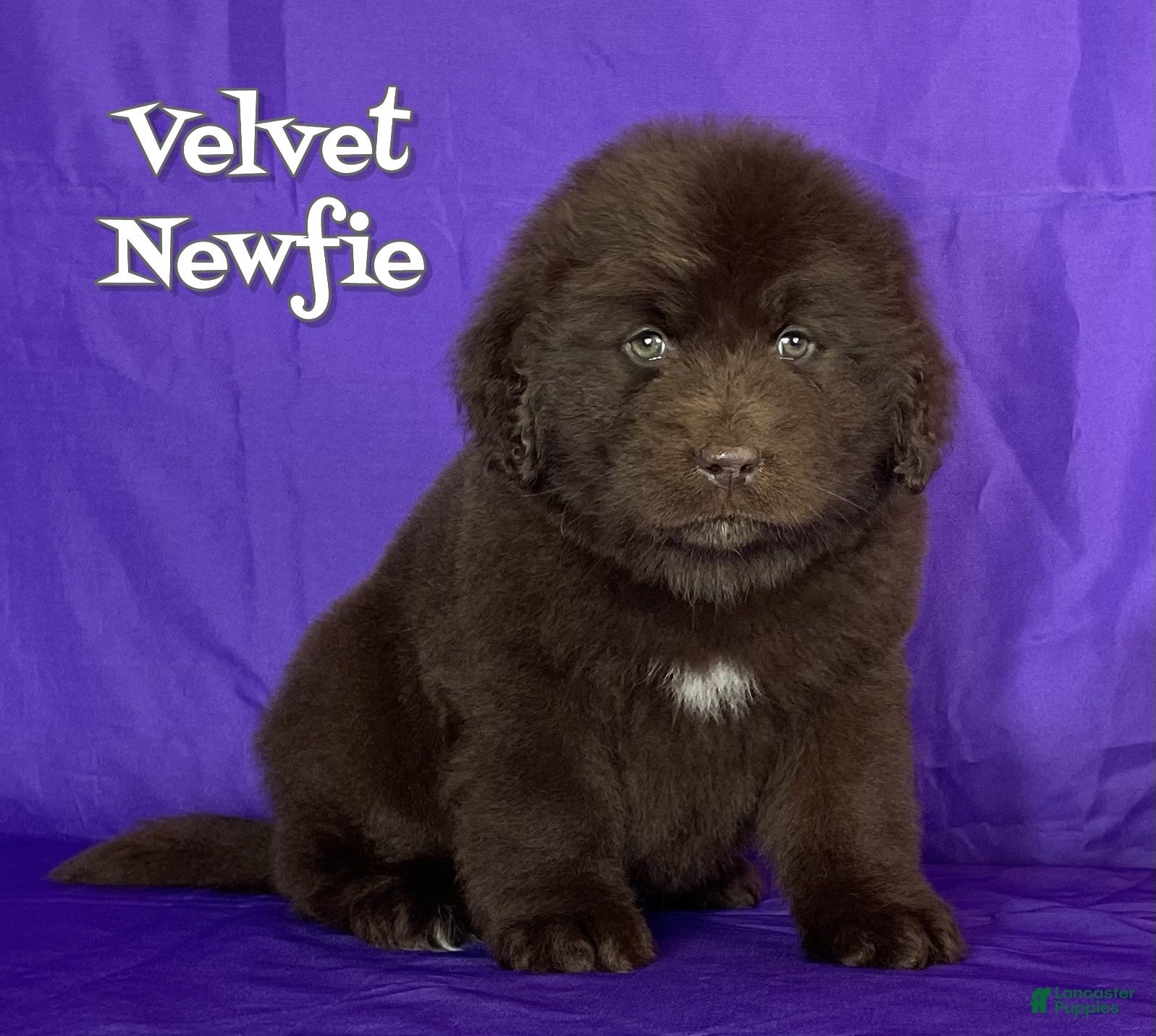 Newfoundland dogs Velvet - Ad 22