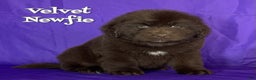 Newfoundland dogs for sale: Velvet - Ad 1