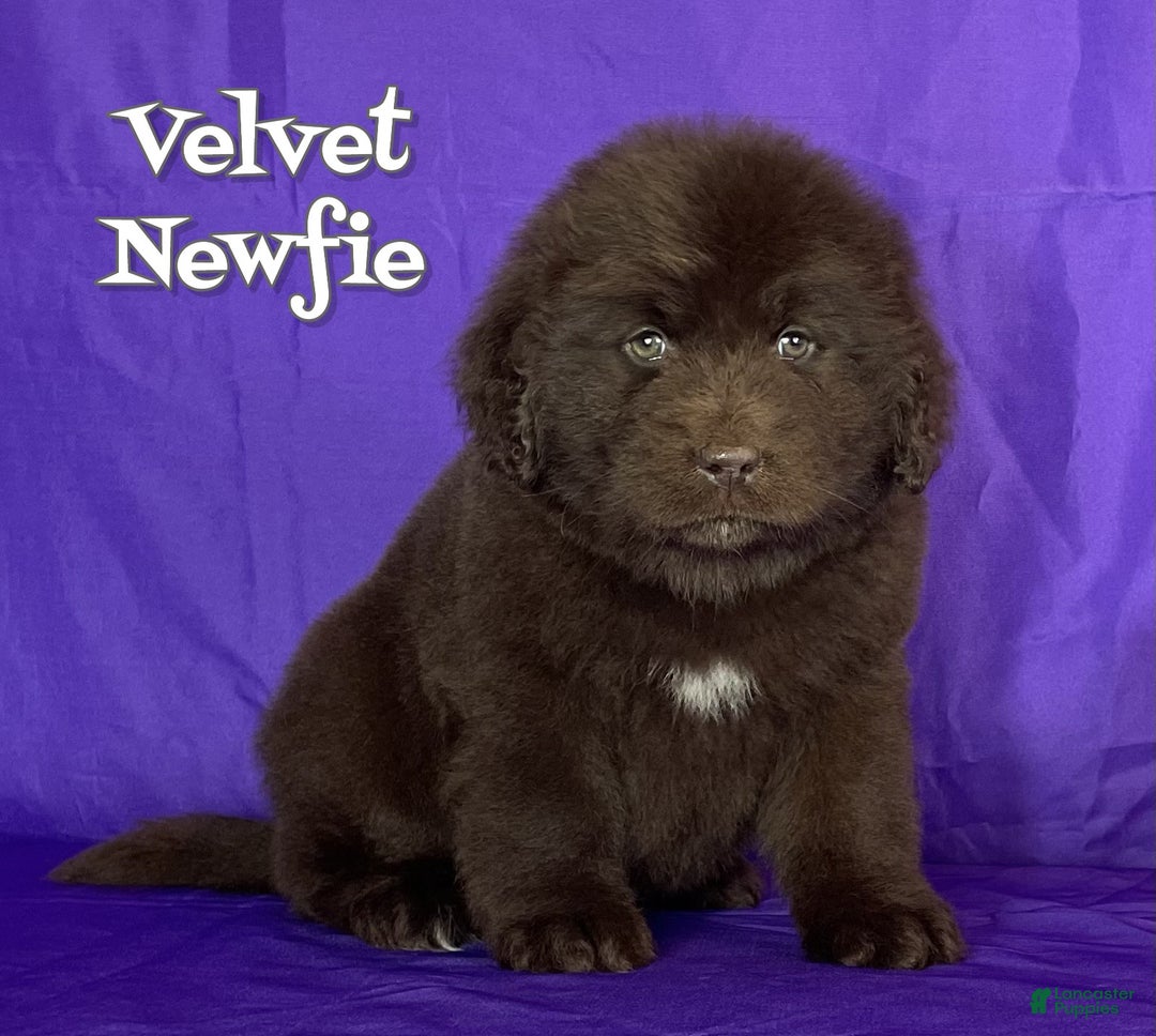 Newfoundland dogs for sale: Velvet - Ad 1