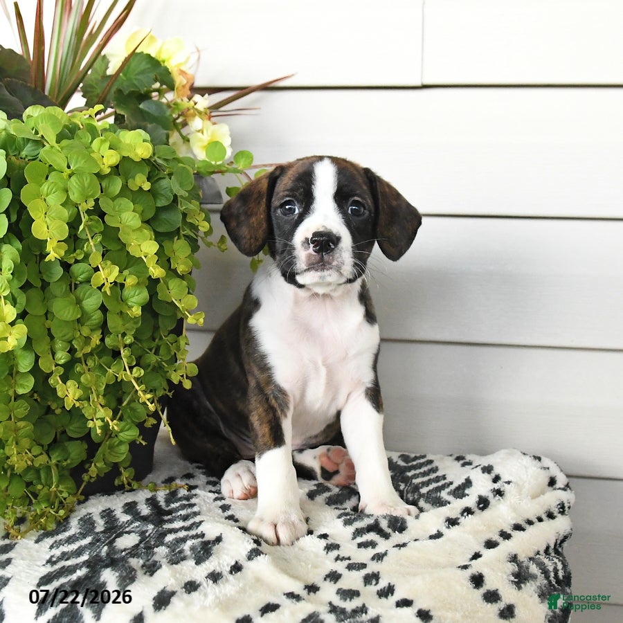 Beaglier dogs Maisie - Ad 1