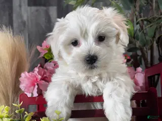 Coton De Tulear dogs Chief - Ad 27