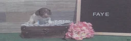 Miniature Dachshund dogs for sale: Miniature Dachshund 1 male  - Ad 2