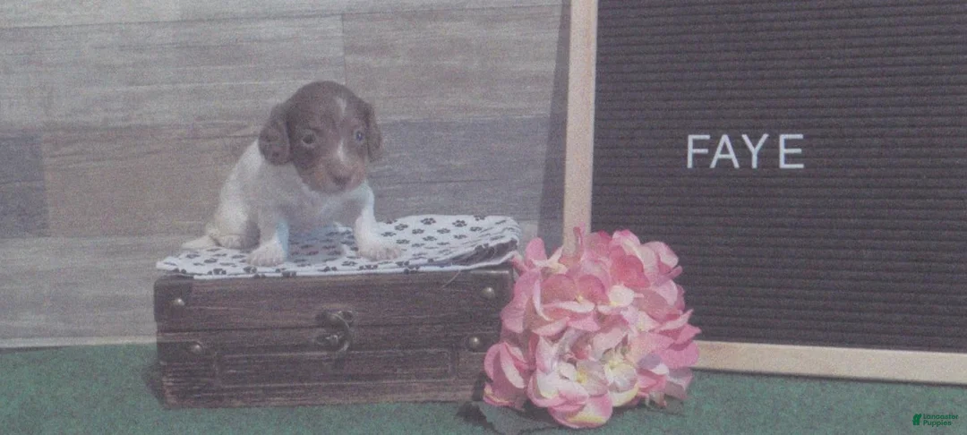 Miniature Dachshund dogs for sale: Miniature Dachshund 1 male  - Ad 2
