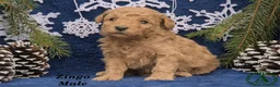 Mini Goldendoodle dogs for sale: Zingo - Ad 2