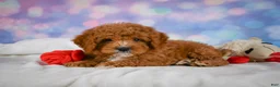 Cavapoo dogs for sale: Candy - Ad 3