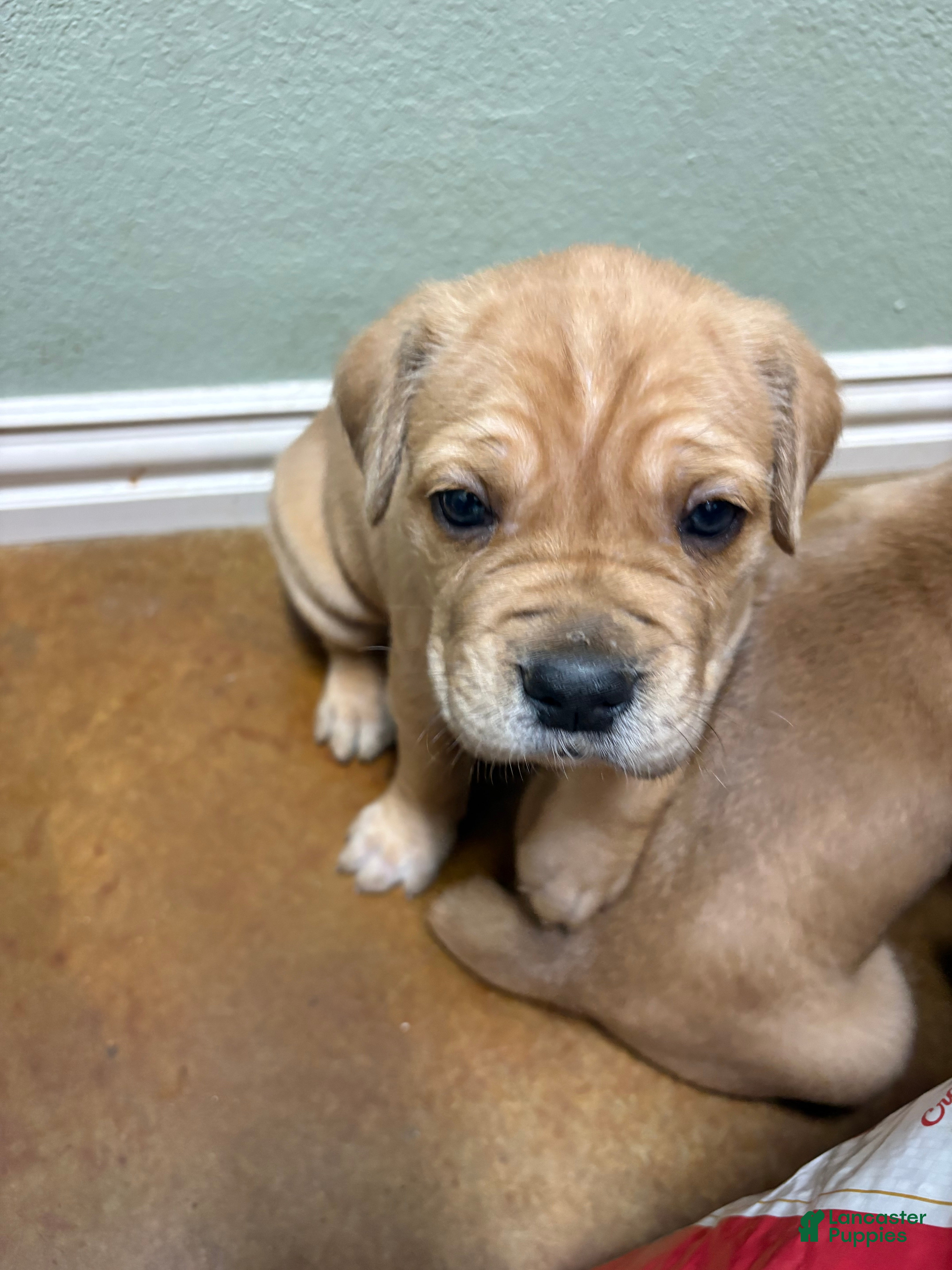 Cane Corso dogs for sale: Champion Bloodline Cane Corso  - Ad 2