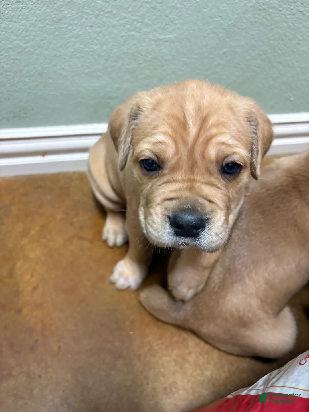 Cane Corso dogs for sale: Champion Bloodline Cane Corso  - Ad 1